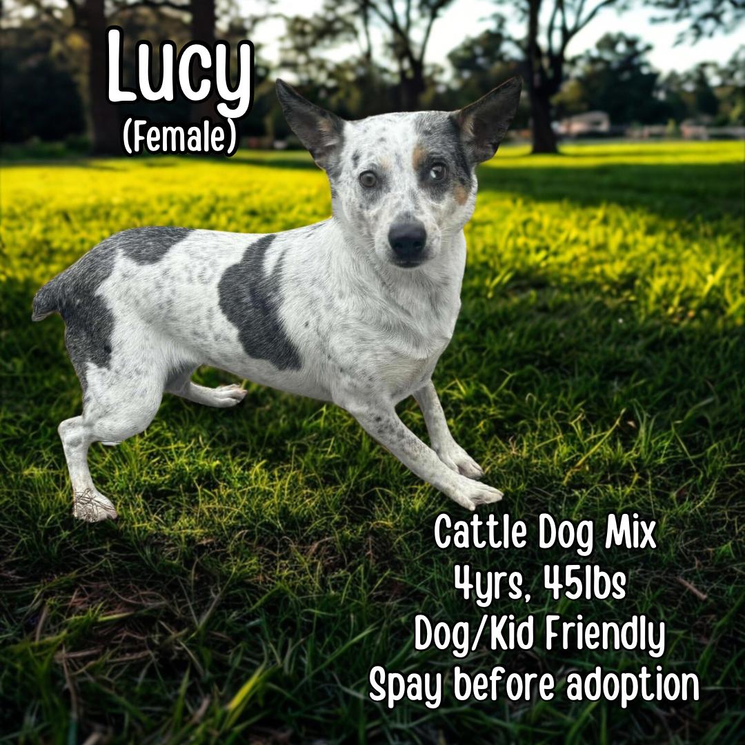 Lucy, Adoptable, Adult Female Cattle Dog.