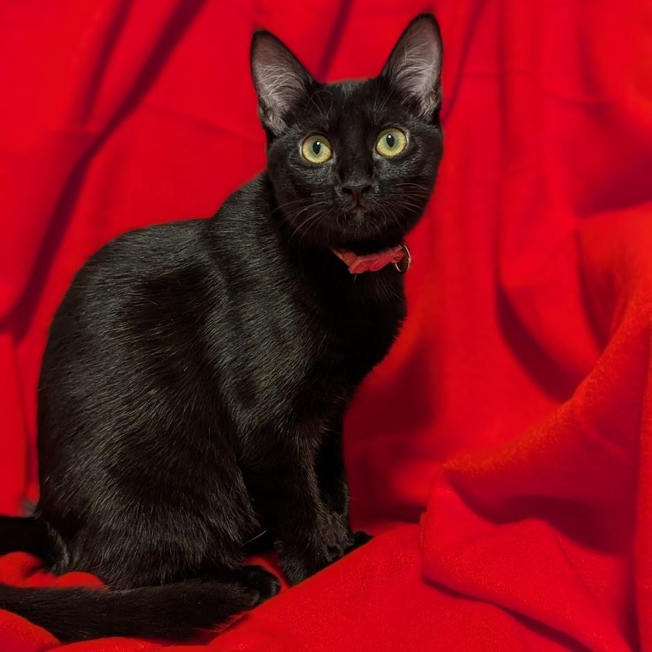 Amethyst bonded to Sapphire - Elder Kitten Discount Adoption Fee
