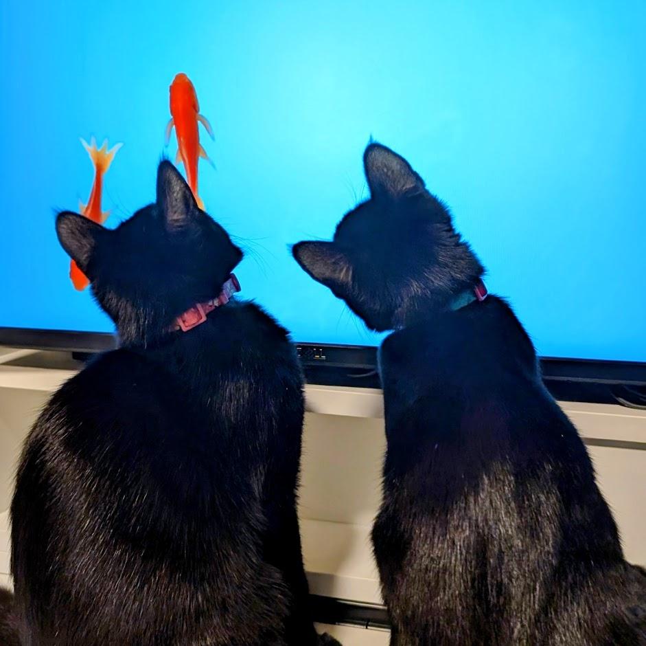 Amethyst bonded to Sapphire - Elder Kitten Discount Adoption Fee, a Adoptable Domestic Short Hair in Portland, OR image 5/6