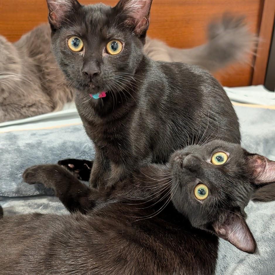 Amethyst bonded to Sapphire - Elder Kitten Discount Adoption Fee
