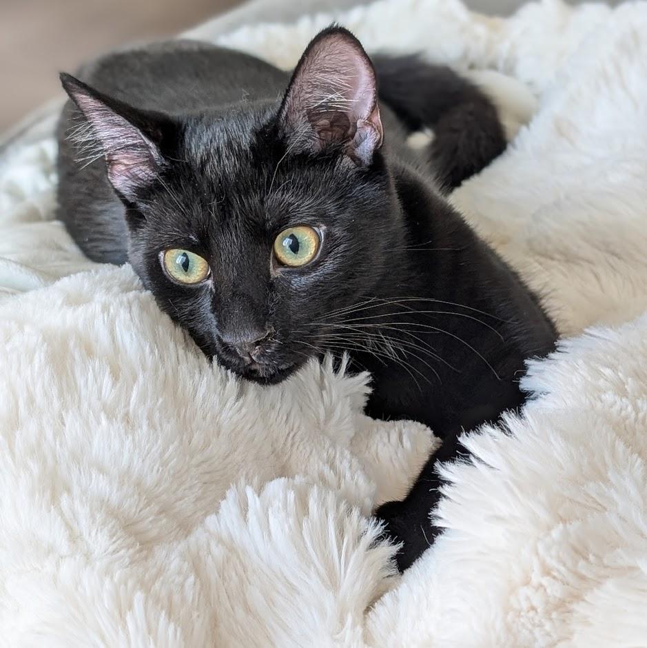 Amethyst bonded to Sapphire - Elder Kitten Discount Adoption Fee