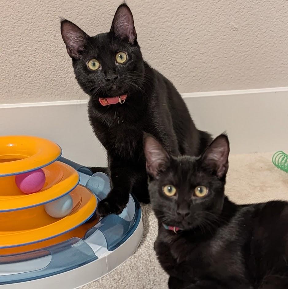 Amethyst bonded to Sapphire - Elder Kitten Discount Adoption Fee, a Adoptable Domestic Short Hair in Portland, OR image 6/6
