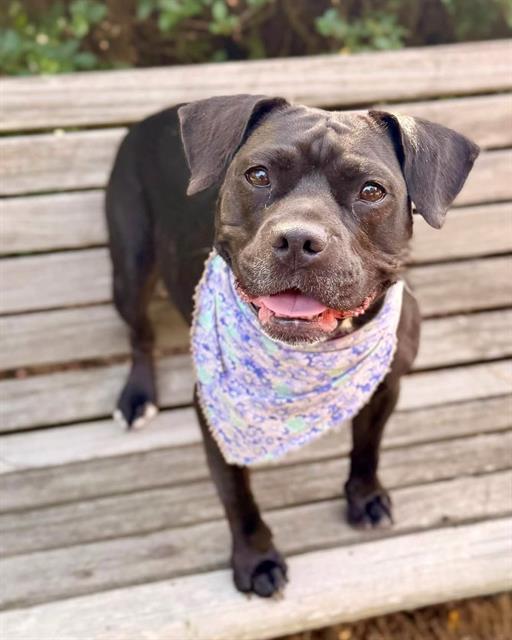 AUDREY, Adoptable, Adult Female Staffordshire Bull Terrier & Mixed Breed.