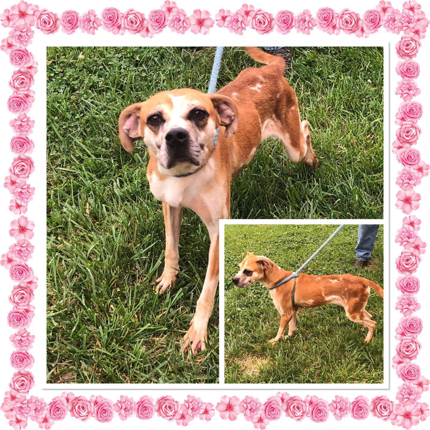 PUMPKIN, Adoptable, Young Female Mixed Breed.