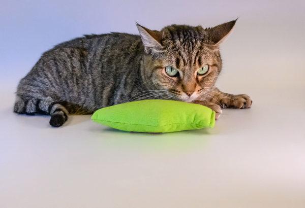 Enlarge Blossom, a Adoptable mixed breed image 1/6