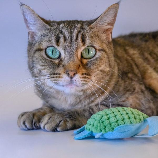 Enlarge Blossom, a Adoptable mixed breed image 2/6