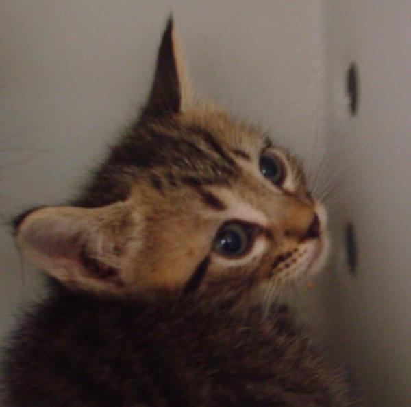 Enlarge Blossom, a Adoptable mixed breed image 3/6