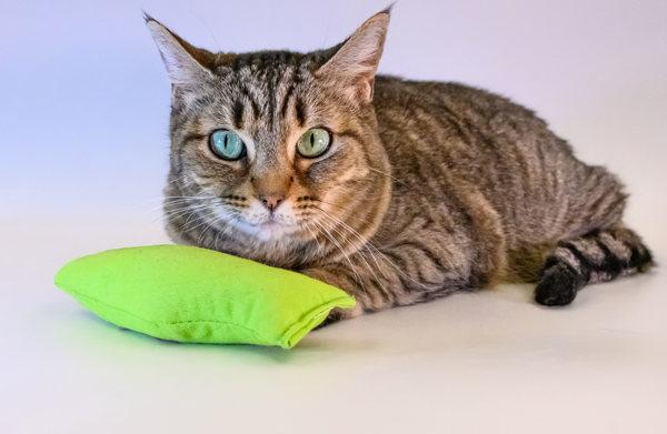 Enlarge Blossom, a Adoptable mixed breed image 4/6