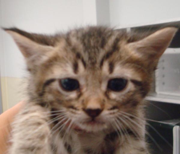 Enlarge Blossom, a Adoptable mixed breed image 5/6