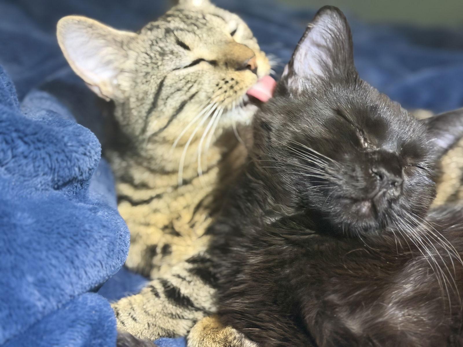 Tibbs (& Phoenix) BONDED