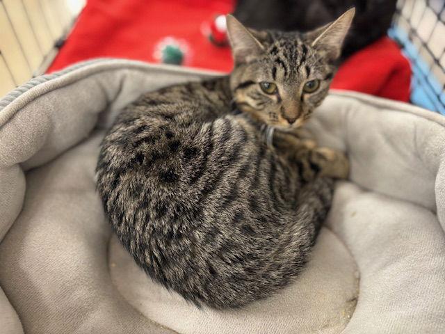 Tibbs (& Phoenix) BONDED — thumbnail 2