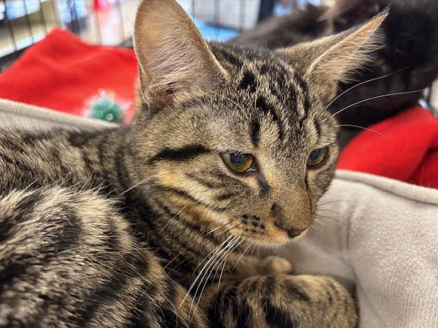 Tibbs (& Phoenix) BONDED — thumbnail 3