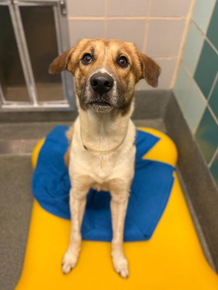 Enlarge Barley, a Adoptable mixed breed in Aurora, CO image 1/1