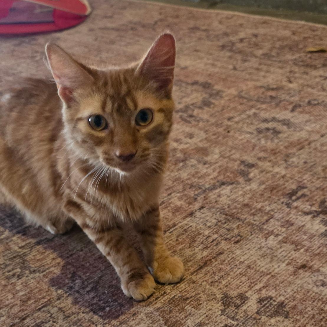 Louis Louis, a Adoptable American Shorthair in San Diego, CA image 2/3