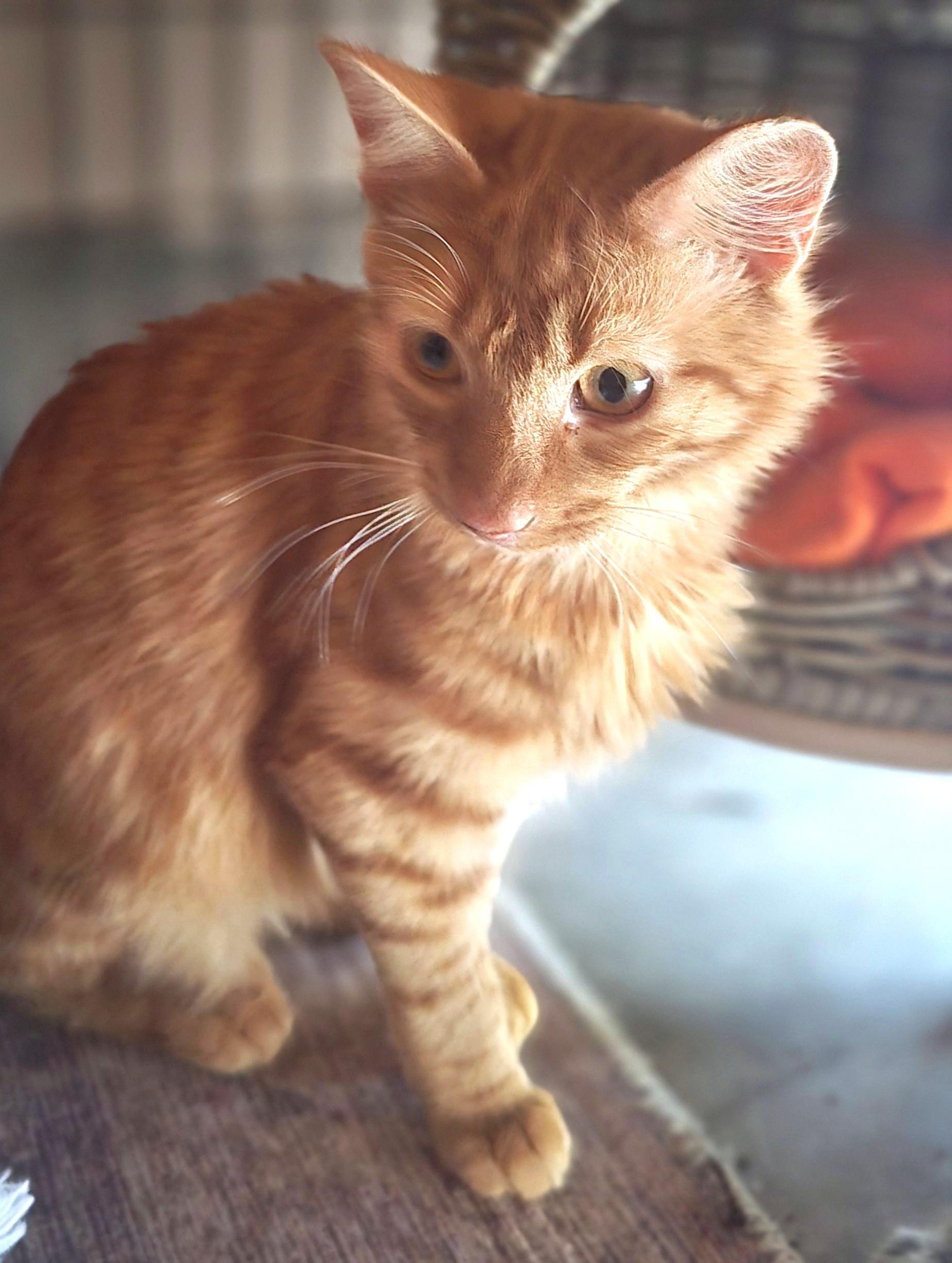 Louis Louis, a Adoptable American Shorthair in San Diego, CA image 1/3
