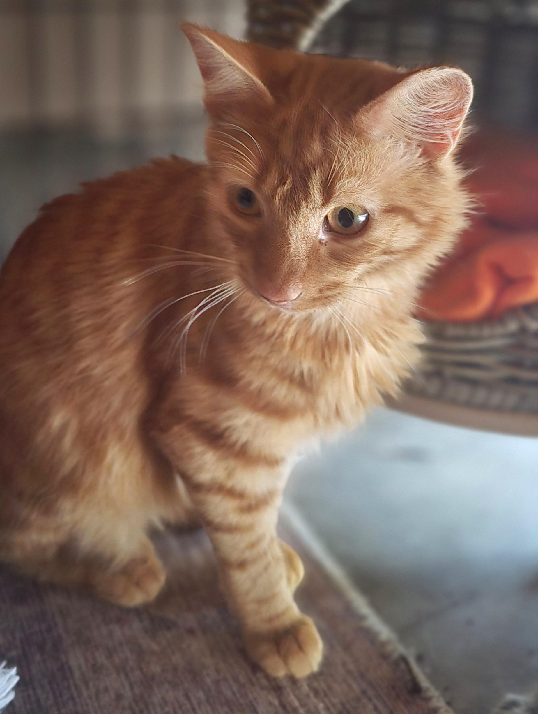 Louis Louis, a Adoptable American Shorthair in San Diego, CA image 3/3