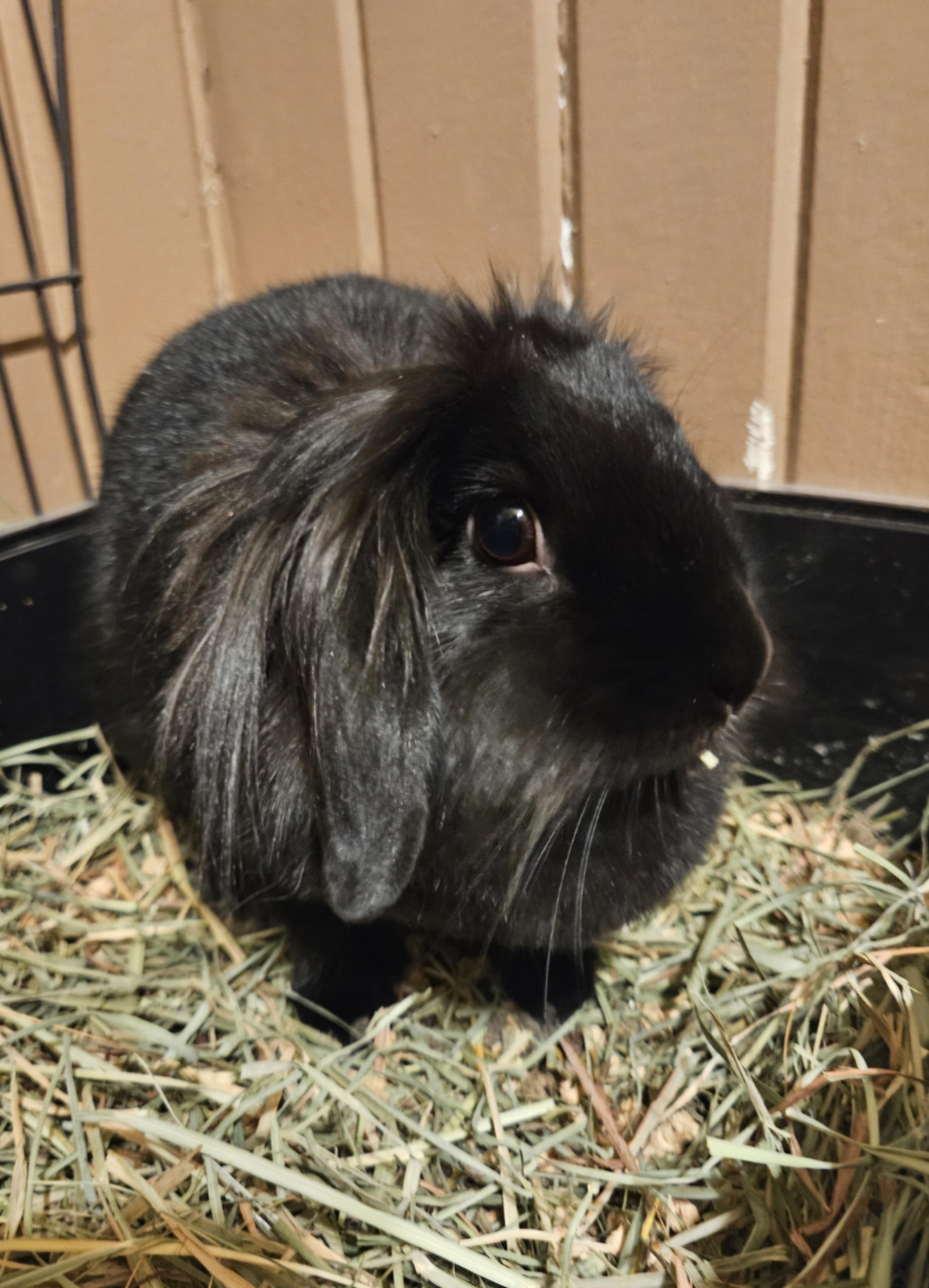 Enlarge Gombe , a ADOPTABLE mixed breed in Sauk Village, IL image 2/4