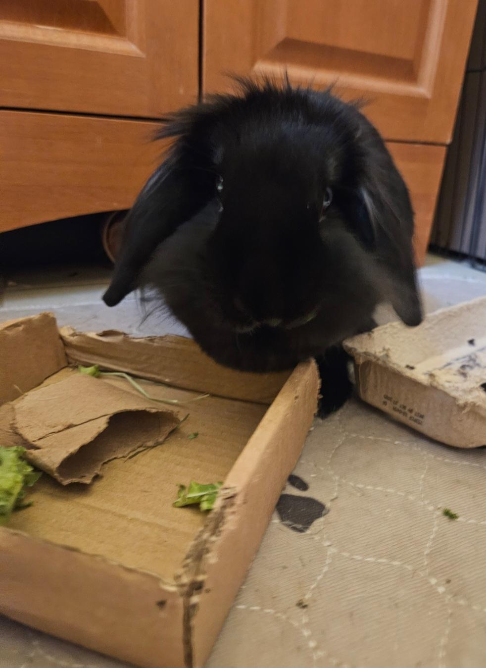 Gombe , ADOPTABLE, Adult Male Holland Lop & Lionhead.