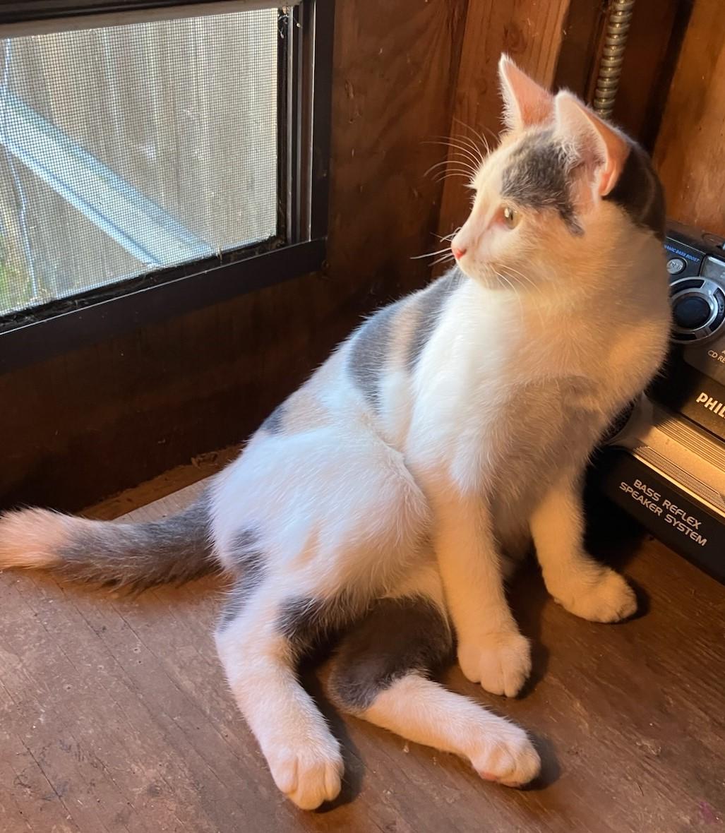 Hallie, Adoptable, Young Female American Shorthair.