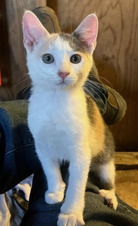 Hallie, a Adoptable American Shorthair in Santa Rosa, CA image 2/2