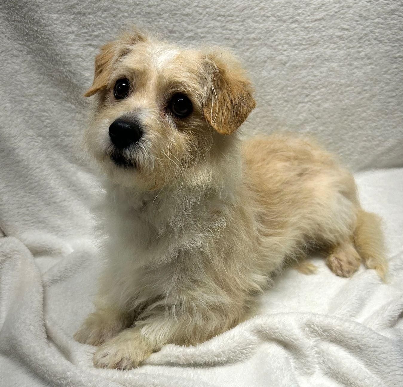 Enlarge BANJO (ohiosdrescue@gmail.com), an adopted mixed breed in Rossford, OH image 2/5