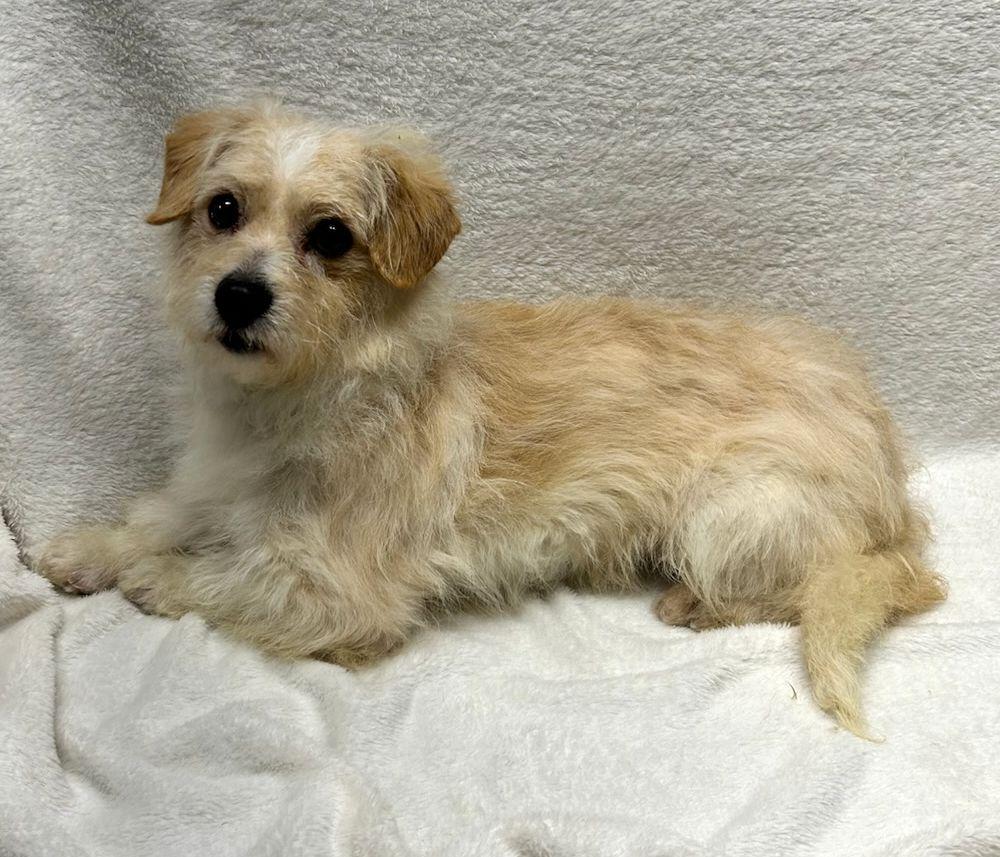 Enlarge BANJO (ohiosdrescue@gmail.com), an adopted mixed breed in Rossford, OH image 5/5