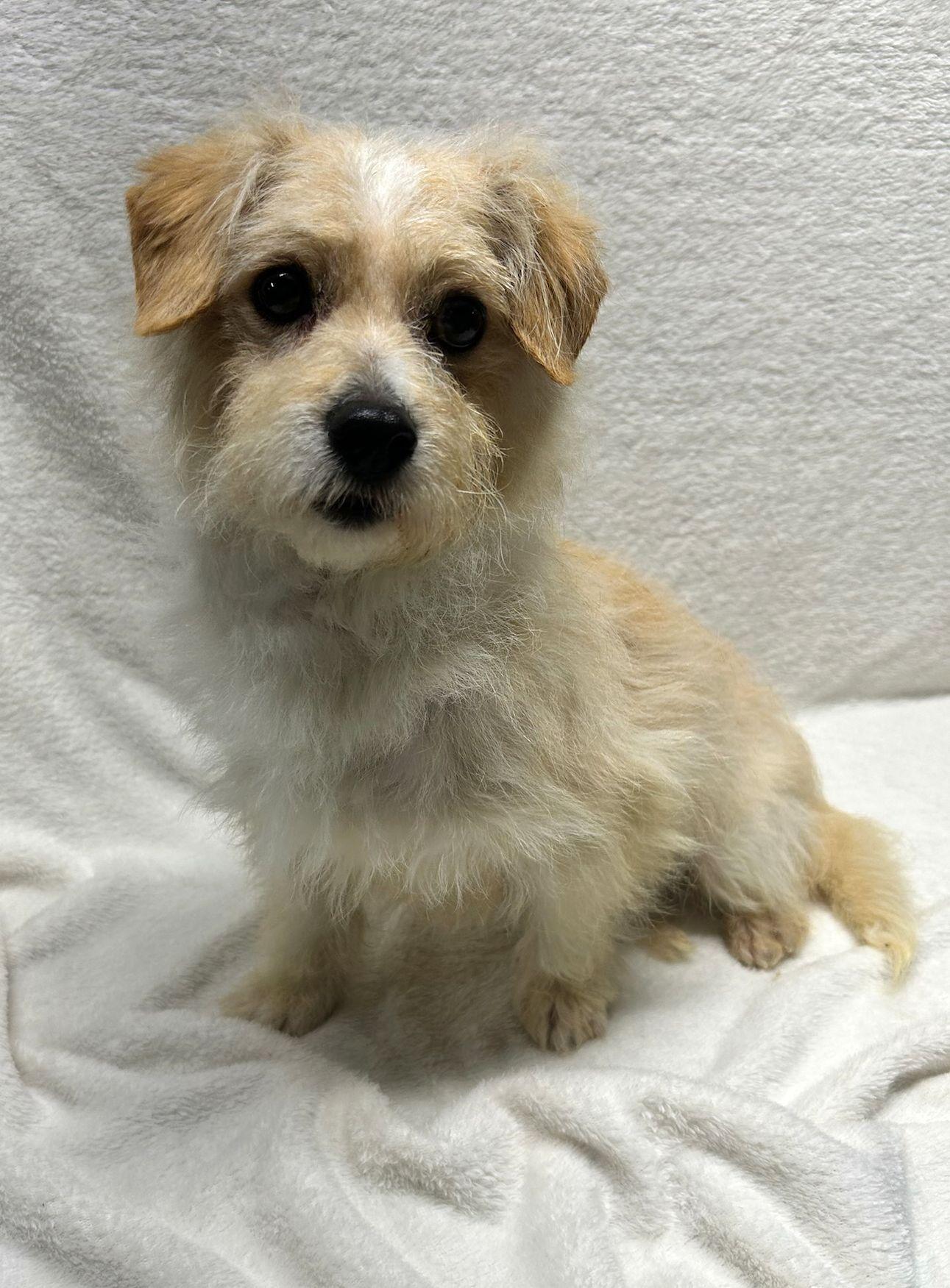 BANJO (ohiosdrescue@gmail.com), adopted, Adult Male Yorkie Poo & West Highland White Terrier / Westie.
