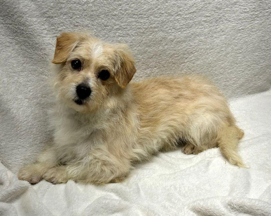 Enlarge BANJO (ohiosdrescue@gmail.com), an adopted mixed breed in Rossford, OH image 4/5