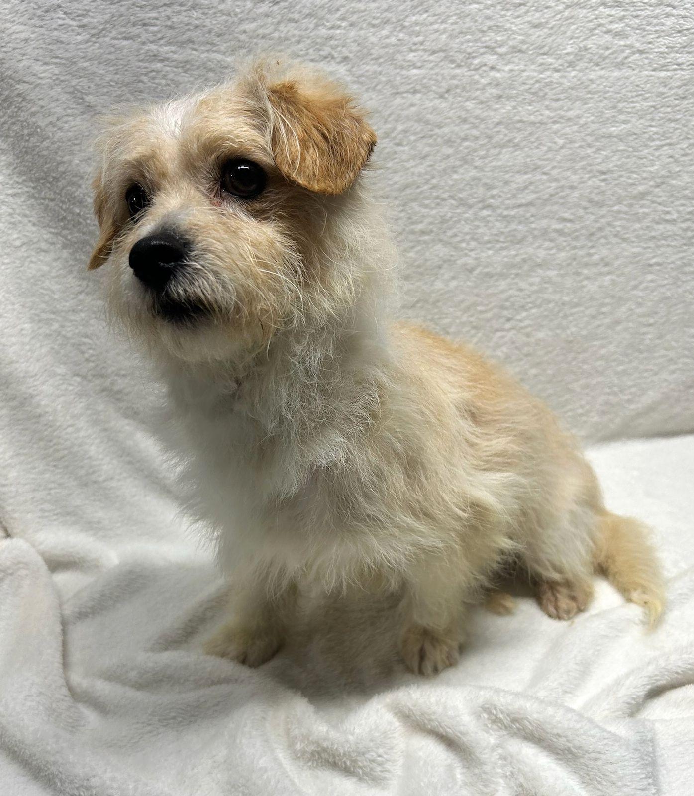 Enlarge BANJO (ohiosdrescue@gmail.com), an adopted mixed breed in Rossford, OH image 3/5