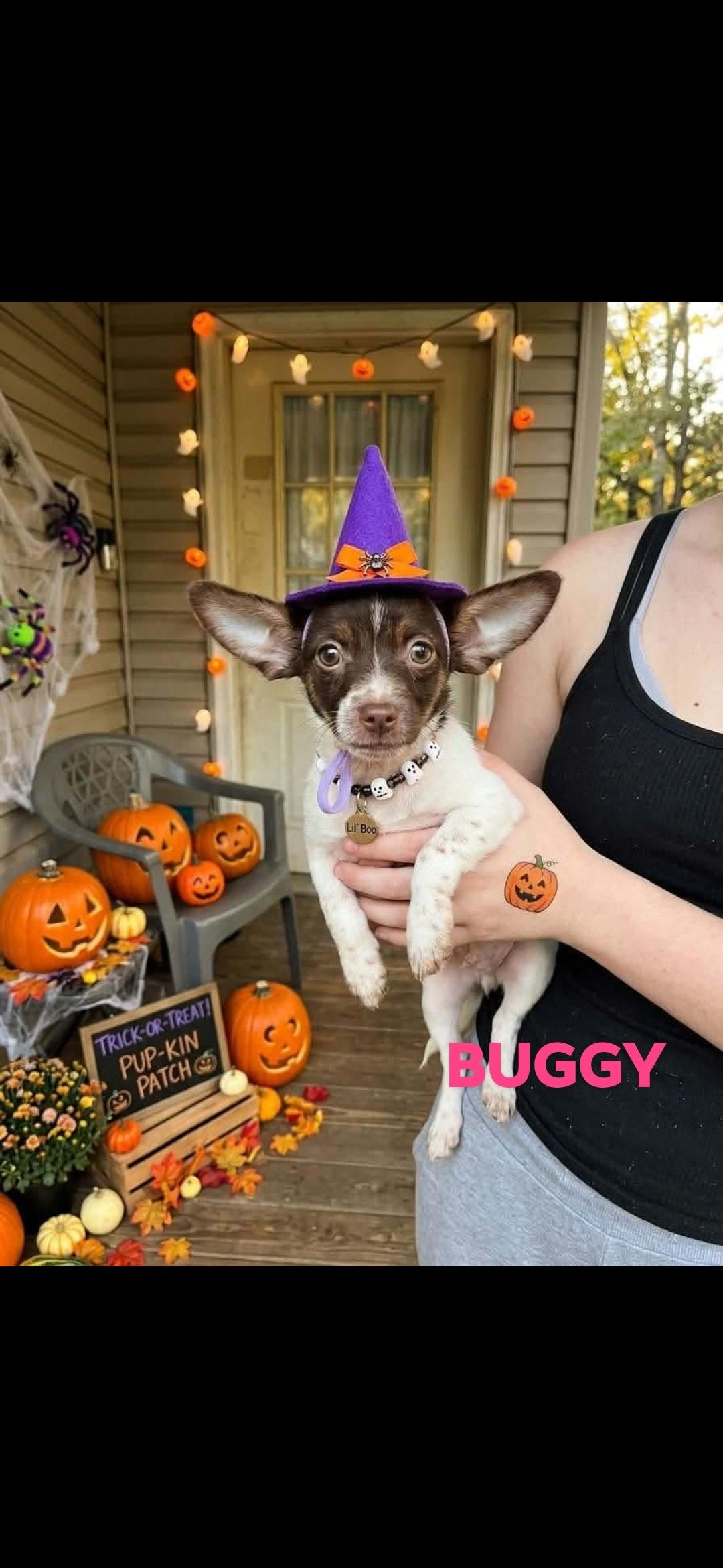 Enlarge Nightmare before Christmas gang, a Adopted mixed breed in Brooksville, FL image 5/5