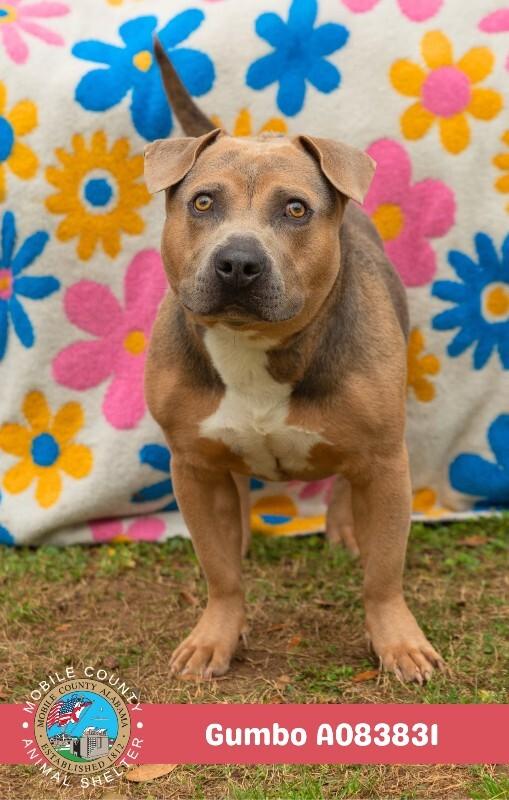Gumbo, Adoptable, Adult Male American Bulldog.