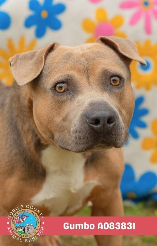 Enlarge Gumbo, a Adoptable American Bulldog in Mobile, AL image 2/2