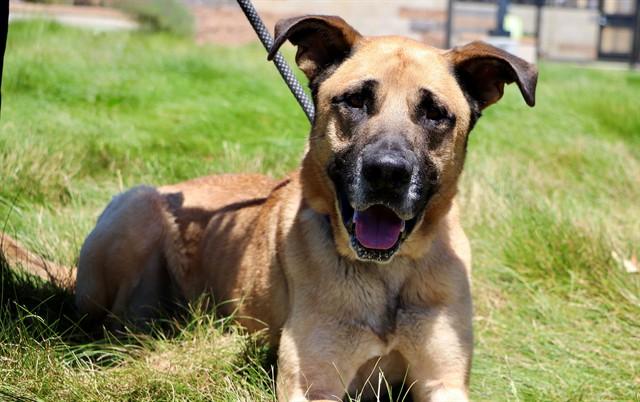 Enlarge RUPERT, a Adoptable mixed breed in San Luis Obispo, CA image 1/1