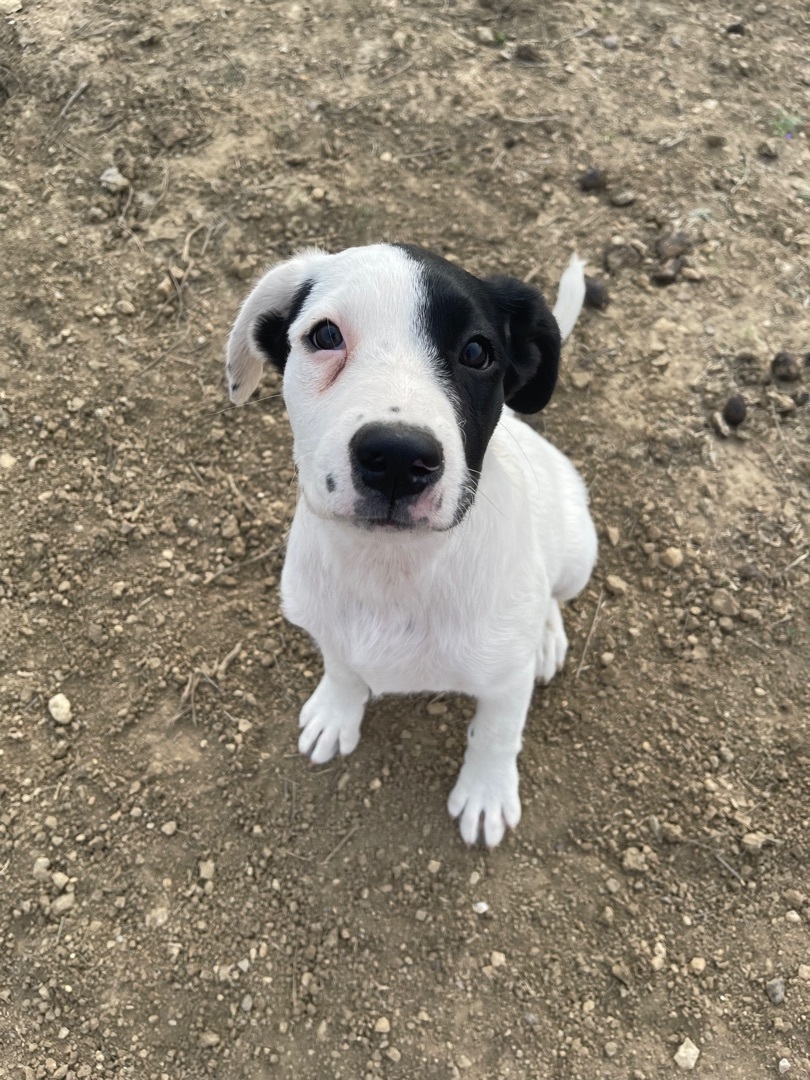 Enlarge Annie, a Adoptable mixed breed in Haslet, TX image 1/2