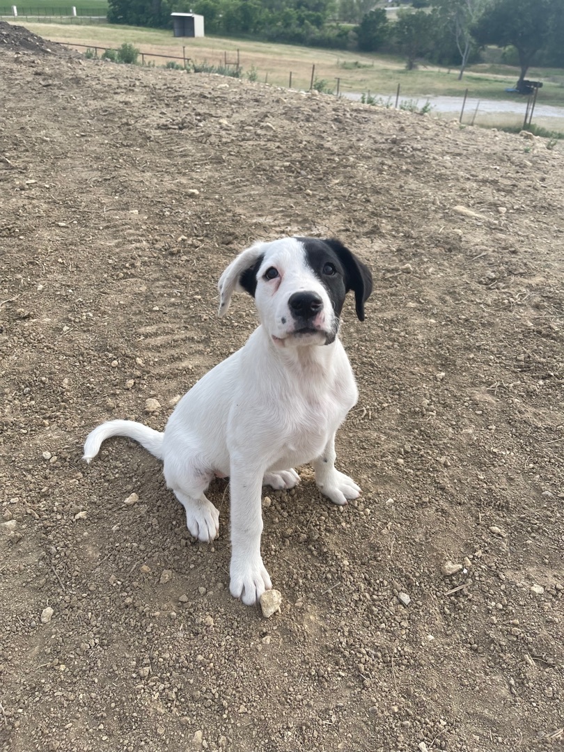 Enlarge Annie, a Adoptable mixed breed in Haslet, TX image 2/2