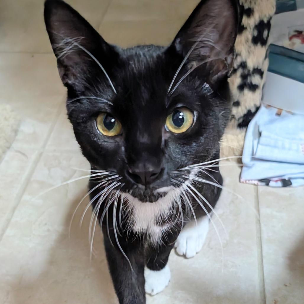 Rambo, Adoptable, Kitten Female Domestic Short Hair.