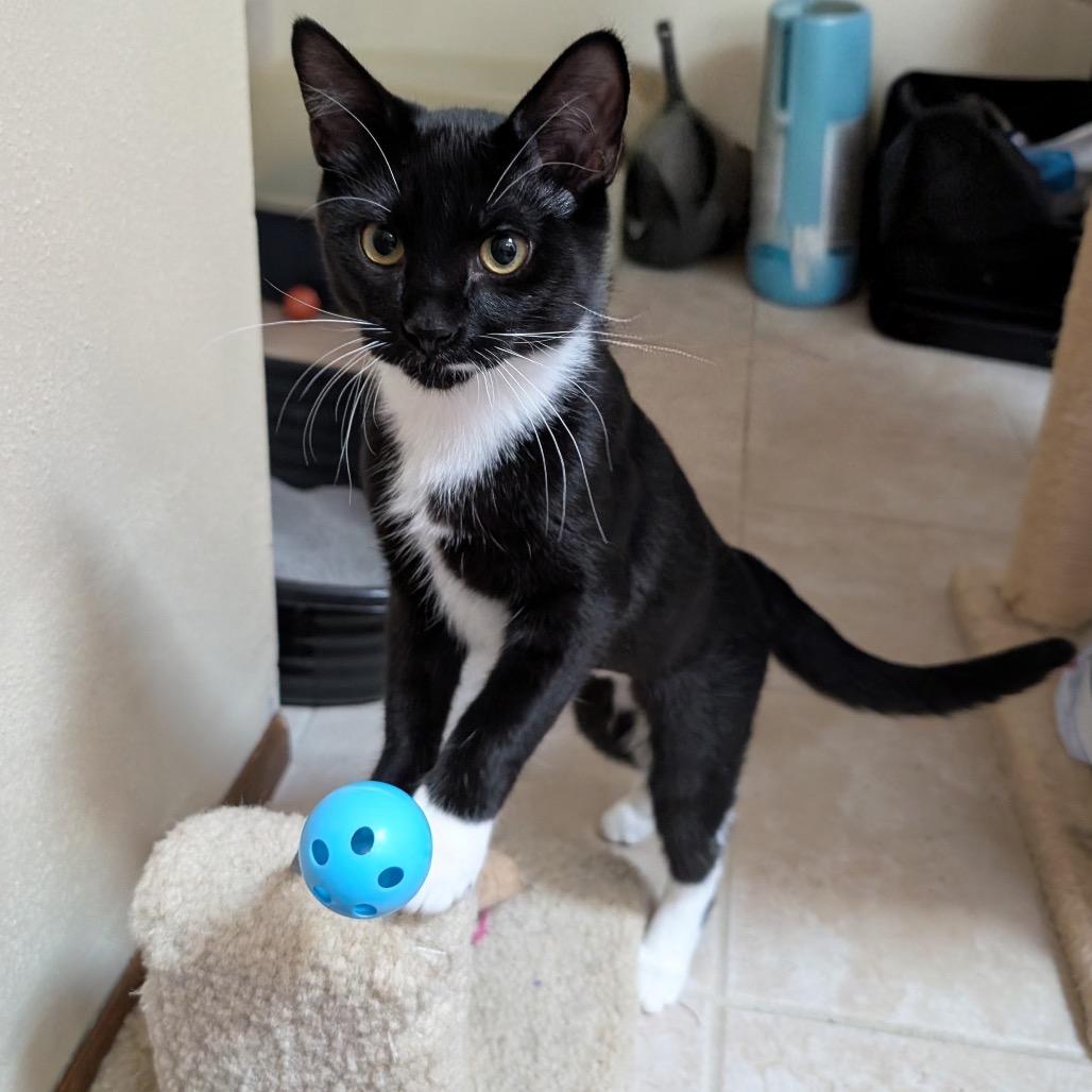Enlarge Rambo, a Adoptable Domestic Short Hair in Wheeling, IL image 2/2