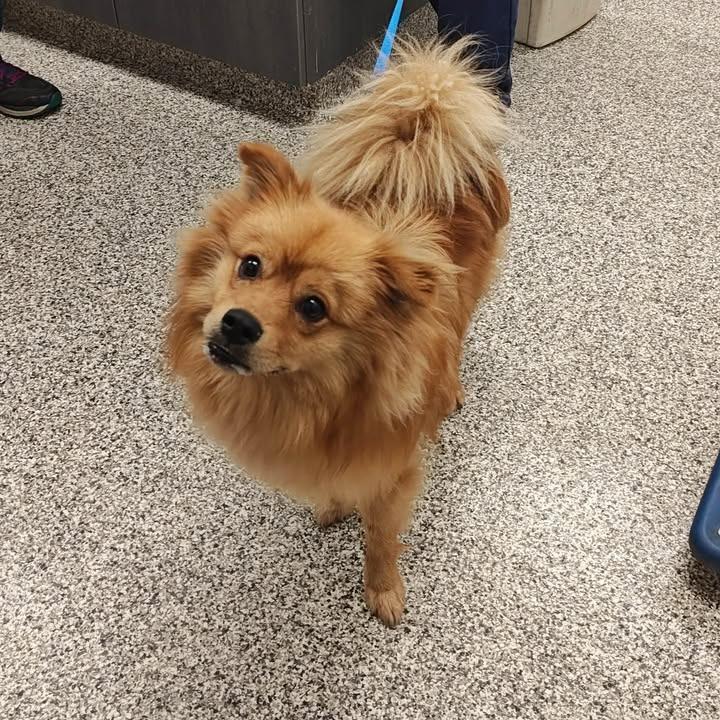 Enlarge Paddington, a Adopted Pomeranian in Springdale, AR image 1/1