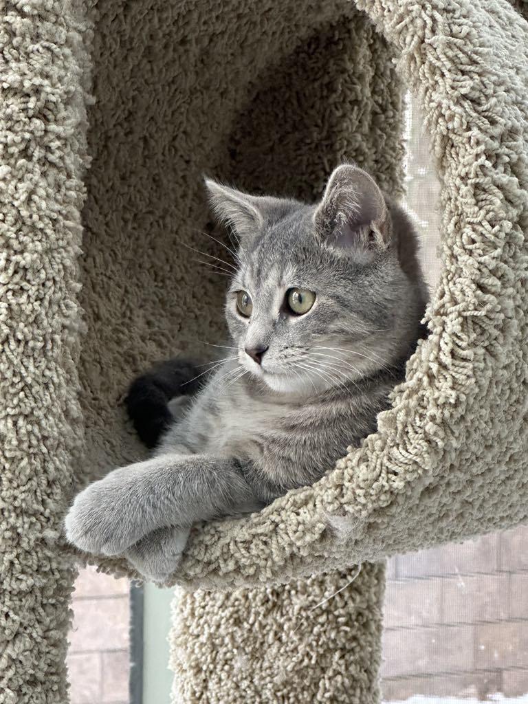 Enlarge Flower , an adoptable Domestic Short Hair in Raritan, NJ image 1/5