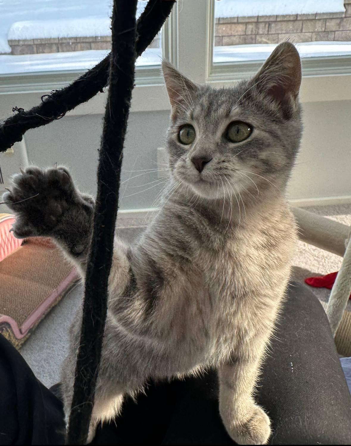 Enlarge Flower , an adoptable Domestic Short Hair in Raritan, NJ image 2/5