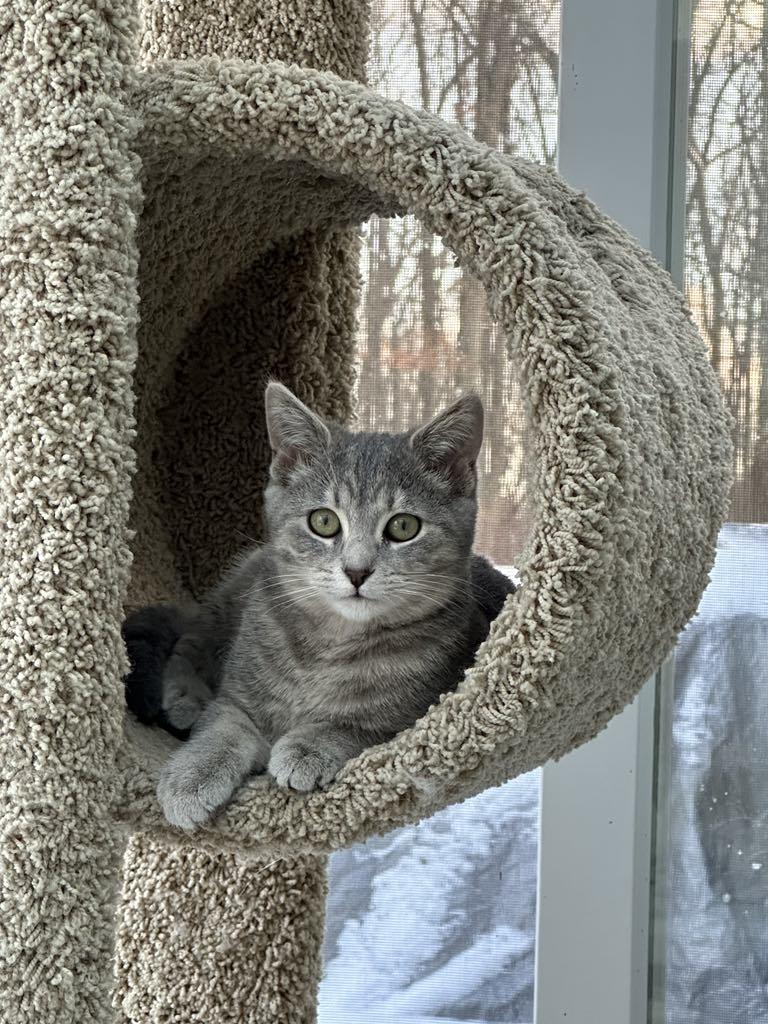 Enlarge Flower , an adoptable Domestic Short Hair in Raritan, NJ image 3/5