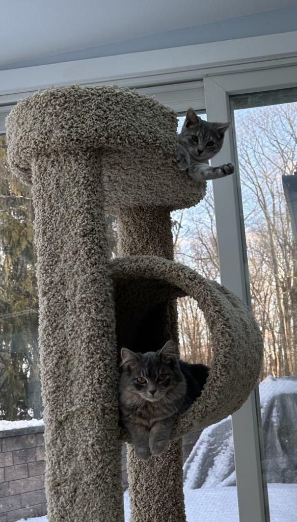 Enlarge Flower , an adoptable Domestic Short Hair in Raritan, NJ image 4/5