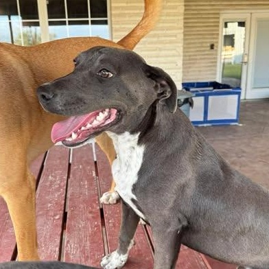 Enlarge CHANCE, a Adoptable mixed breed in Denver , CO image 4/5