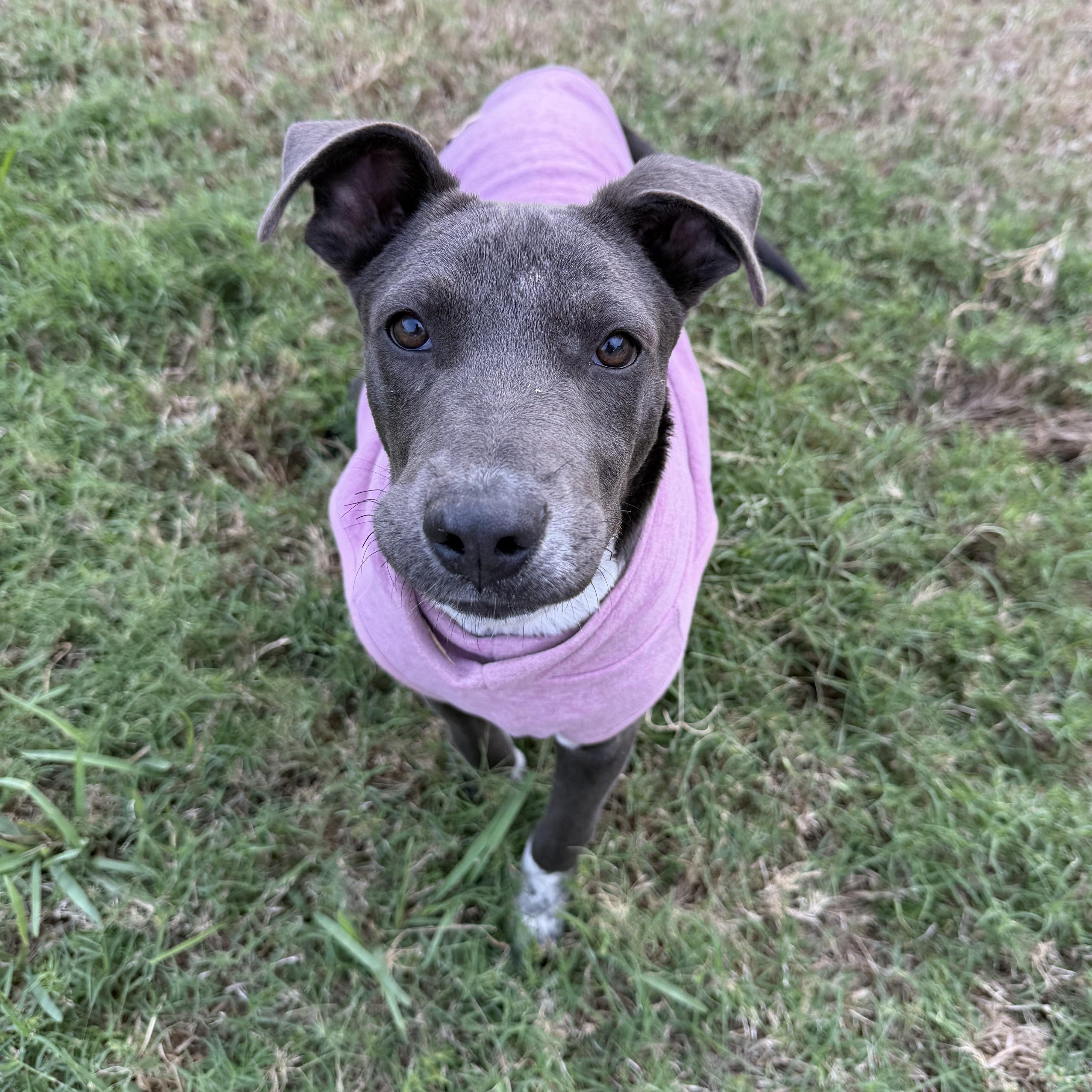 CHANCE, Adoptable, Puppy Male Australian Cattle Dog / Blue Heeler & Catahoula Leopard Dog.