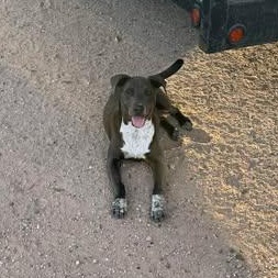 Enlarge CHANCE, a Adoptable mixed breed in Denver , CO image 5/5