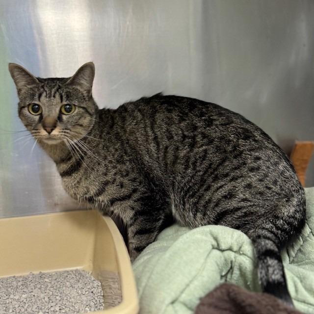 Enlarge Mila, a Adoptable mixed breed in Bullhead City, AZ image 1/1