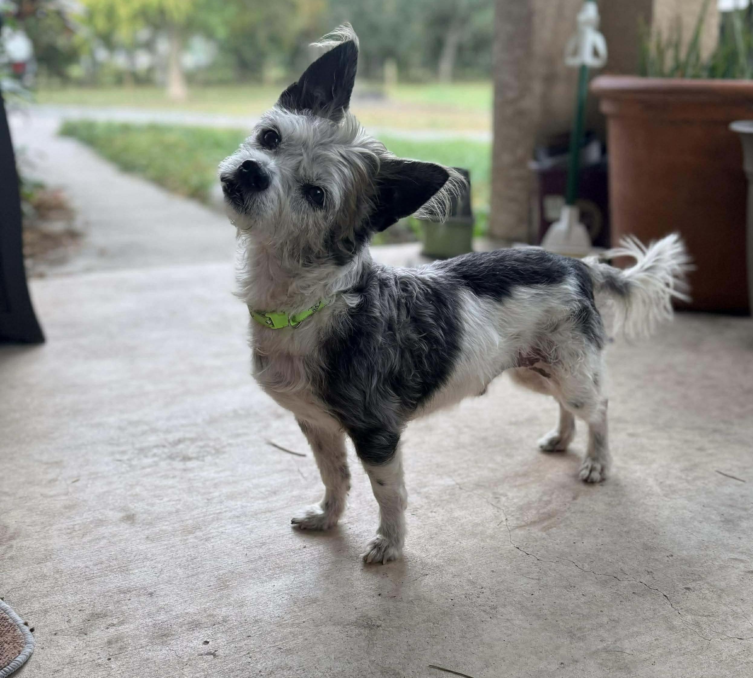 Puck, ADOPTABLE, Senior Male Yorkshire Terrier & Chinese Crested Dog.