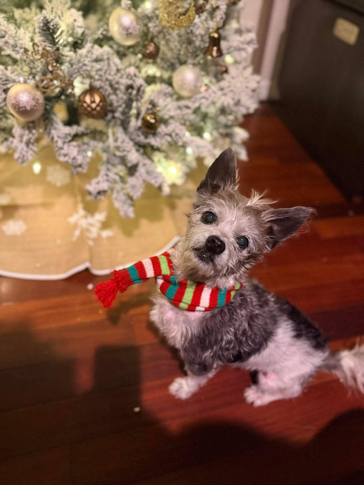 Enlarge Puck, a ADOPTABLE mixed breed in Palatka, FL image 3/4