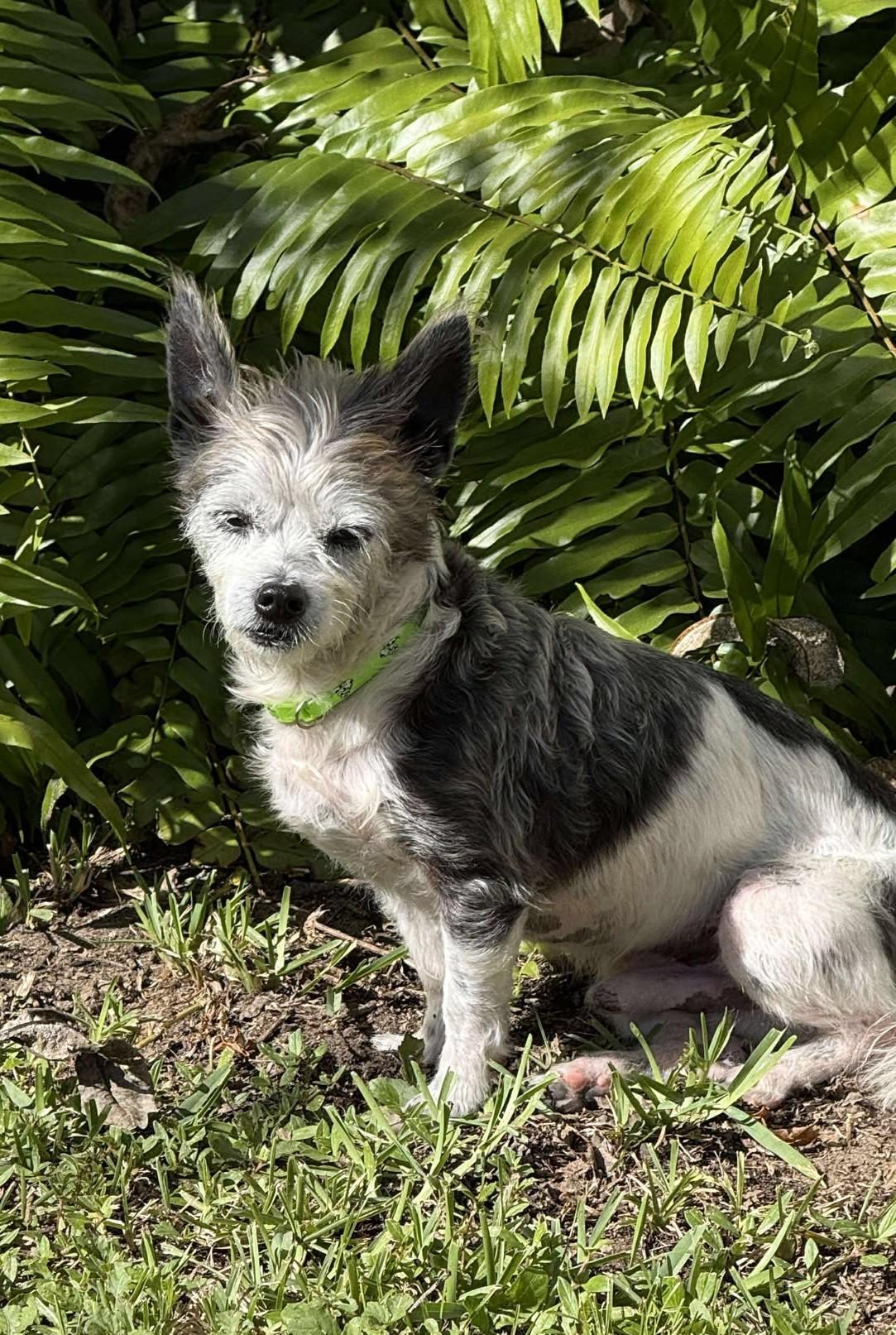 Enlarge Puck, a ADOPTABLE mixed breed in Palatka, FL image 2/4
