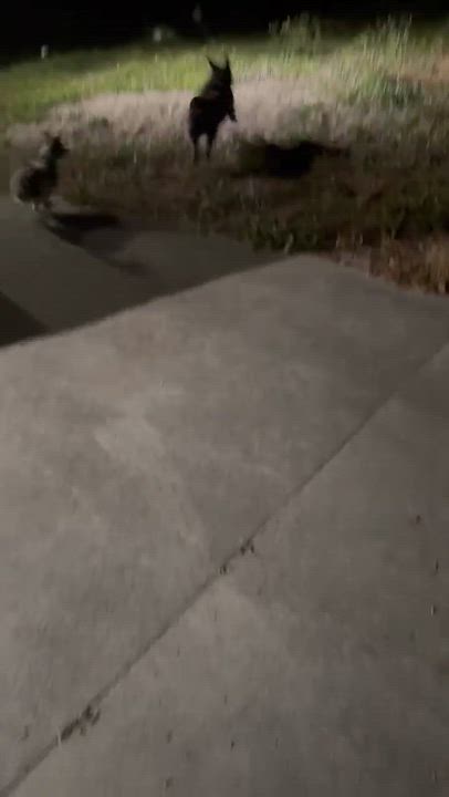 Enlarge Puck, a ADOPTABLE mixed breed in Palatka, FL video 4/4